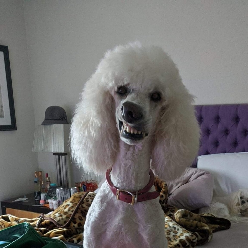 Meet your Posher, Annie